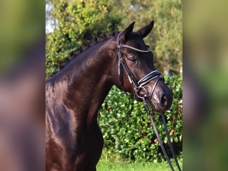 Hanoverian Mare 4 years 16,1 hh Black in Selsingen