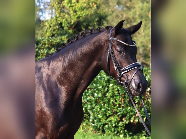 Hanoverian Mare 4 years 16,1 hh Black in Selsingen