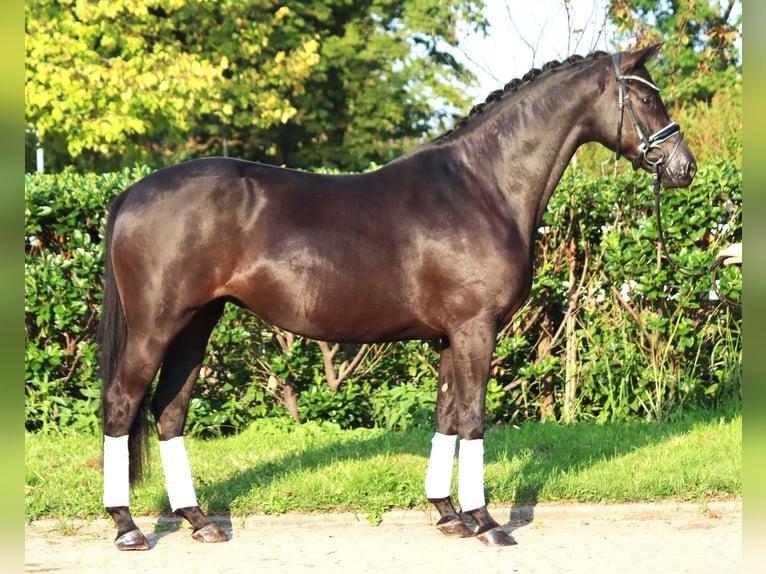 Hanoverian Mare 4 years 16,1 hh Black in Selsingen