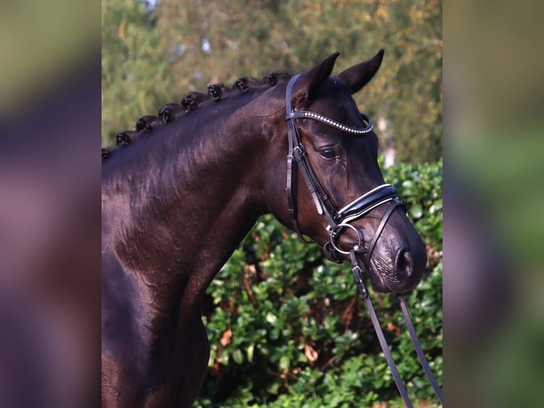 Hanoverian Mare 4 years 16,1 hh Black in Selsingen