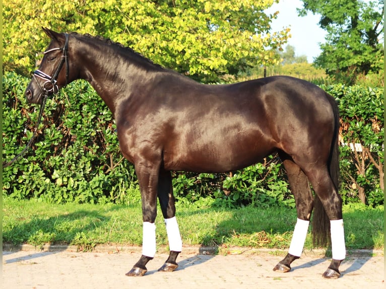 Hanoverian Mare 4 years 16,1 hh Black in Selsingen