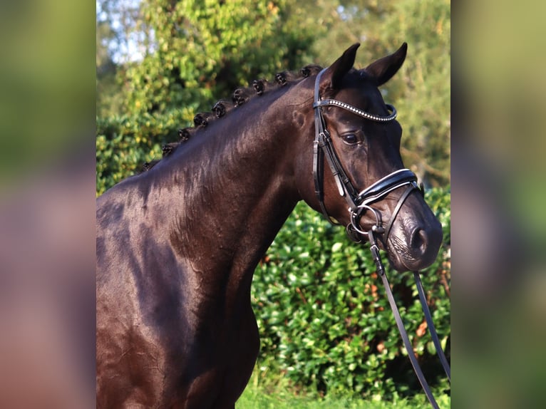 Hanoverian Mare 4 years 16,1 hh Black in Selsingen