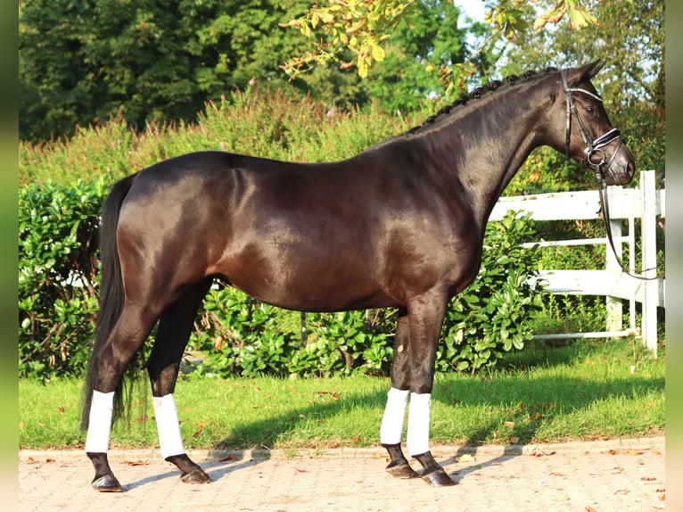 Hanoverian Mare 4 years 16,1 hh Black in Selsingen