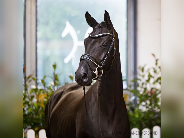 Hanoverian Mare 4 years 16,1 hh Black in Verden