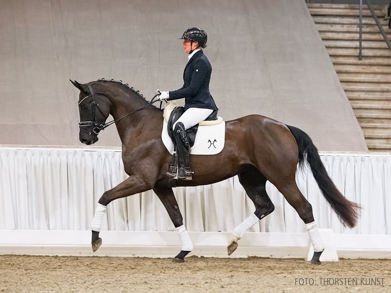 Hanoverian Mare 4 years 16.1 hh Black in Verden