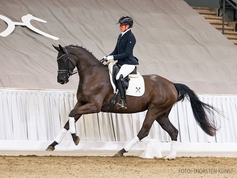 Hanoverian Mare 4 years 16.1 hh Black in Verden