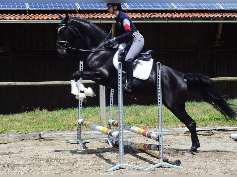 Hanoverian Mare 4 years 16.1 hh Black in Wellheim