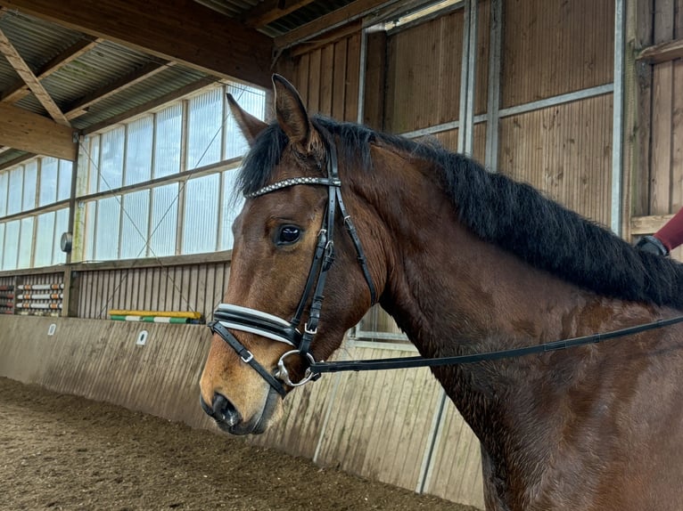 Hanoverian Mare 4 years 16,1 hh Brown in Bispingen