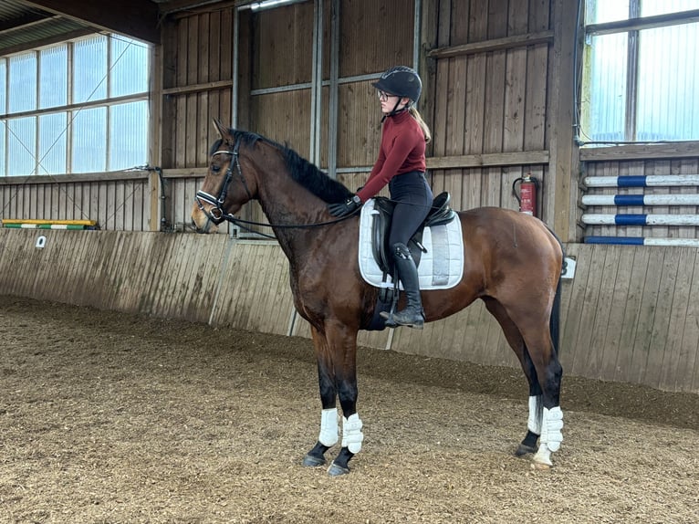 Hanoverian Mare 4 years 16,1 hh Brown in Bispingen