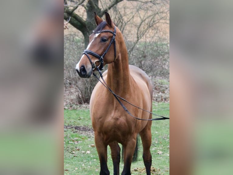 Hanoverian Mare 4 years 16,1 hh Brown in Bruchhausen-Vilsen