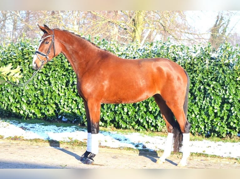 Hanoverian Mare 4 years 16,1 hh Brown in Selsingen