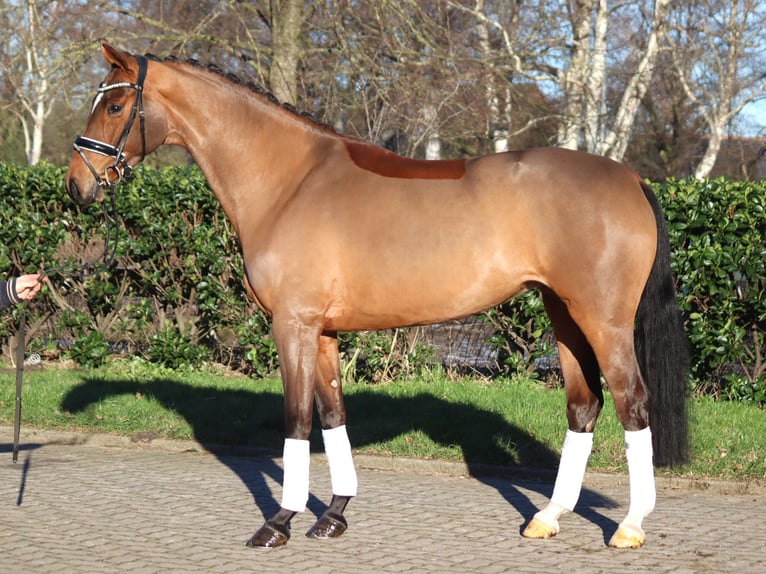 Hanoverian Mare 4 years 16,1 hh Brown in Selsingen