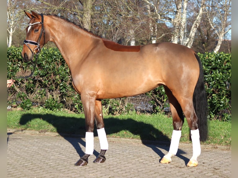 Hanoverian Mare 4 years 16,1 hh Brown in Selsingen