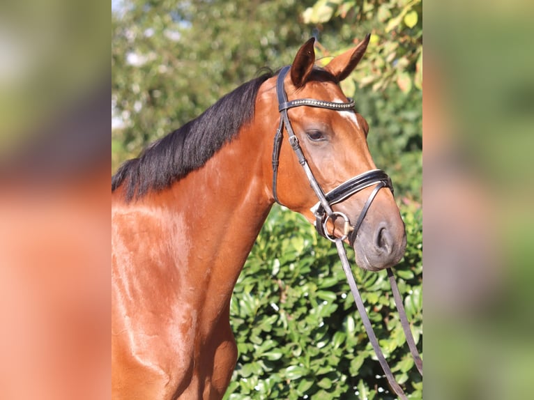 Hanoverian Mare 4 years 16.1 hh Brown in Selsingen