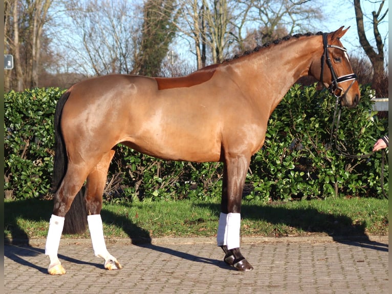 Hanoverian Mare 4 years 16,1 hh Brown in Selsingen