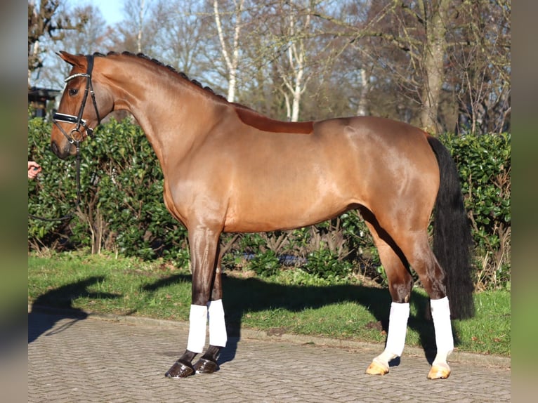 Hanoverian Mare 4 years 16,1 hh Brown in Selsingen