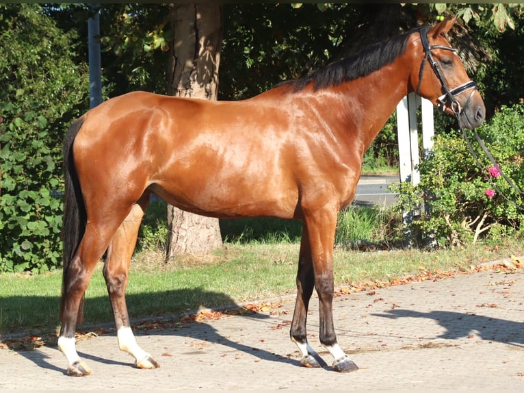 Hanoverian Mare 4 years 16.1 hh Brown in Selsingen
