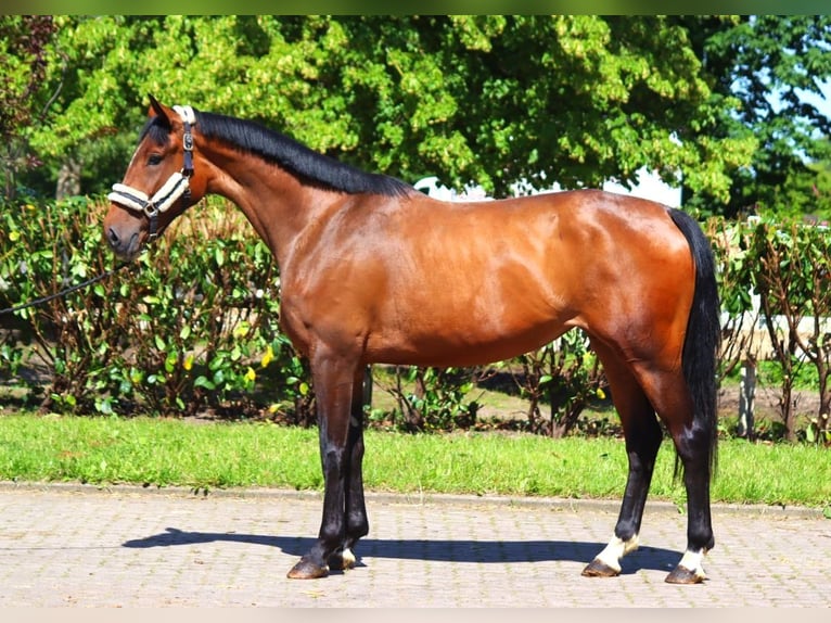 Hanoverian Mare 4 years 16,1 hh Brown in Selsingen