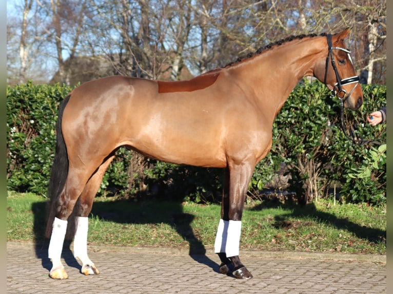 Hanoverian Mare 4 years 16,1 hh Brown in Selsingen