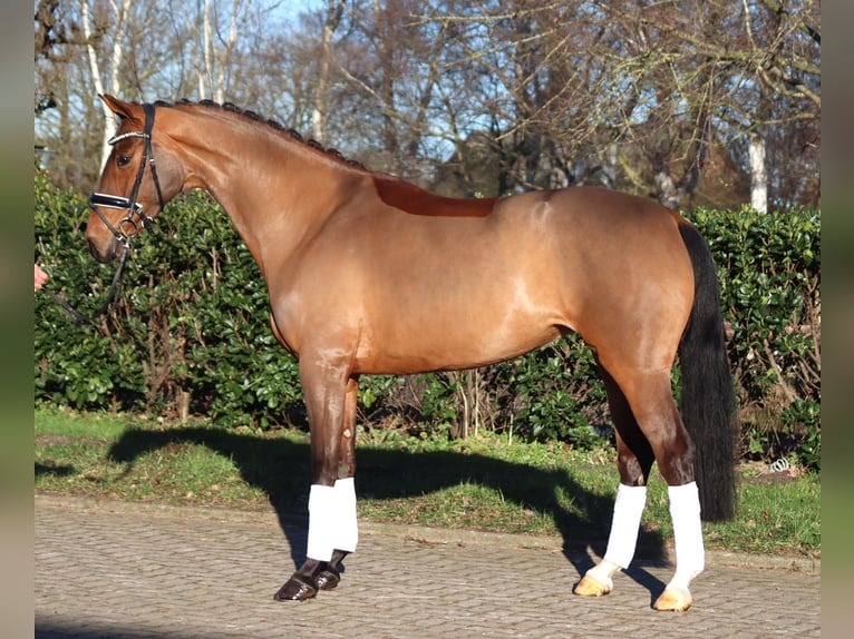 Hanoverian Mare 4 years 16,1 hh Brown in Selsingen