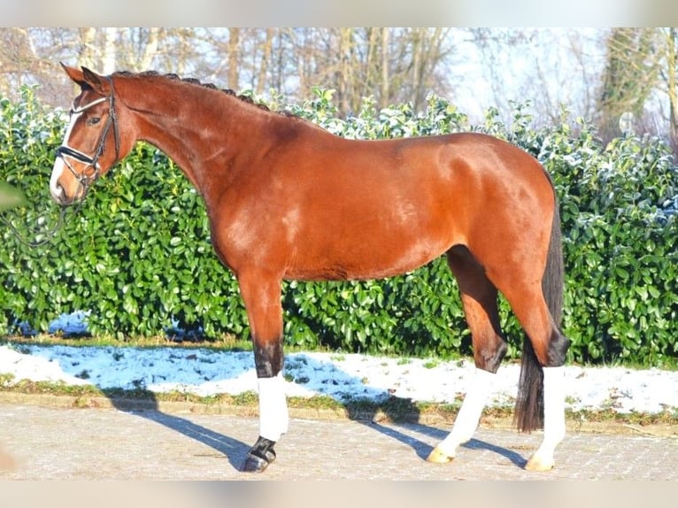 Hanoverian Mare 4 years 16,1 hh Brown in Selsingen