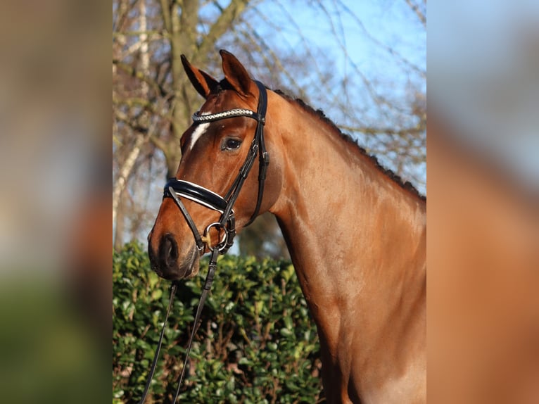 Hanoverian Mare 4 years 16,1 hh Brown in Selsingen