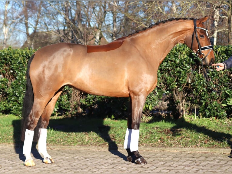 Hanoverian Mare 4 years 16,1 hh Brown in Selsingen