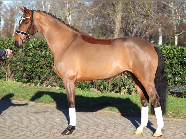 Hanoverian Mare 4 years 16,1 hh Brown in Selsingen