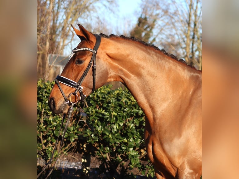 Hanoverian Mare 4 years 16,1 hh Brown in Selsingen