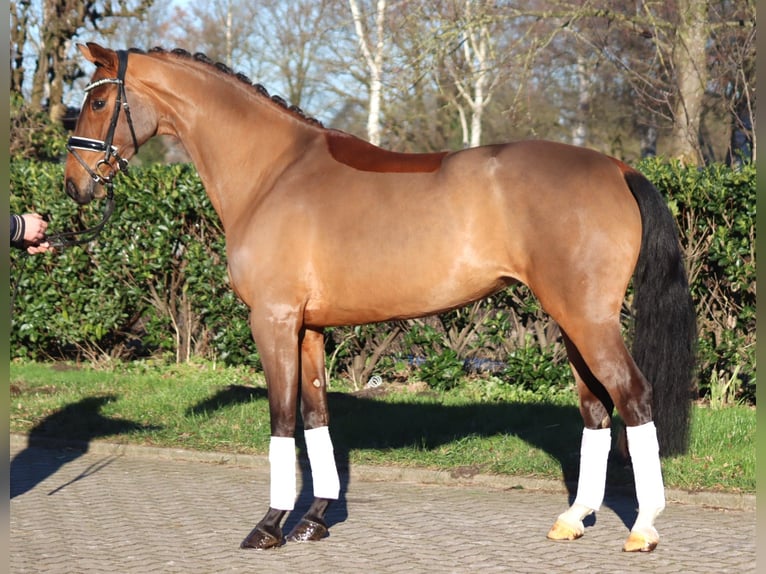 Hanoverian Mare 4 years 16,1 hh Brown in Selsingen