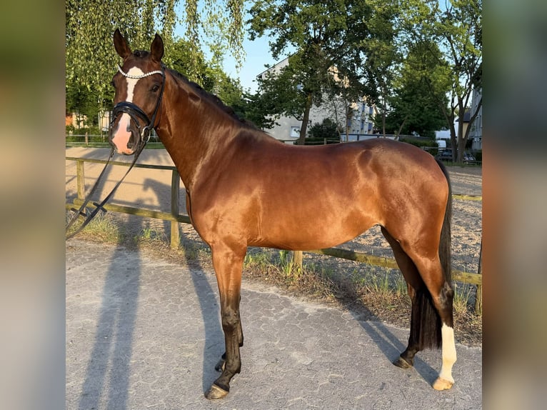 Hanoverian Mare 4 years 16.1 hh Brown in Bünde