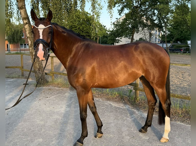 Hanoverian Mare 4 years 16.1 hh Brown in Bünde