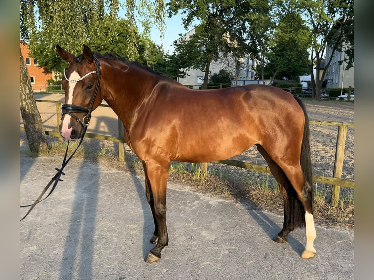 Hanoverian Mare 4 years 16.1 hh Brown in Bünde