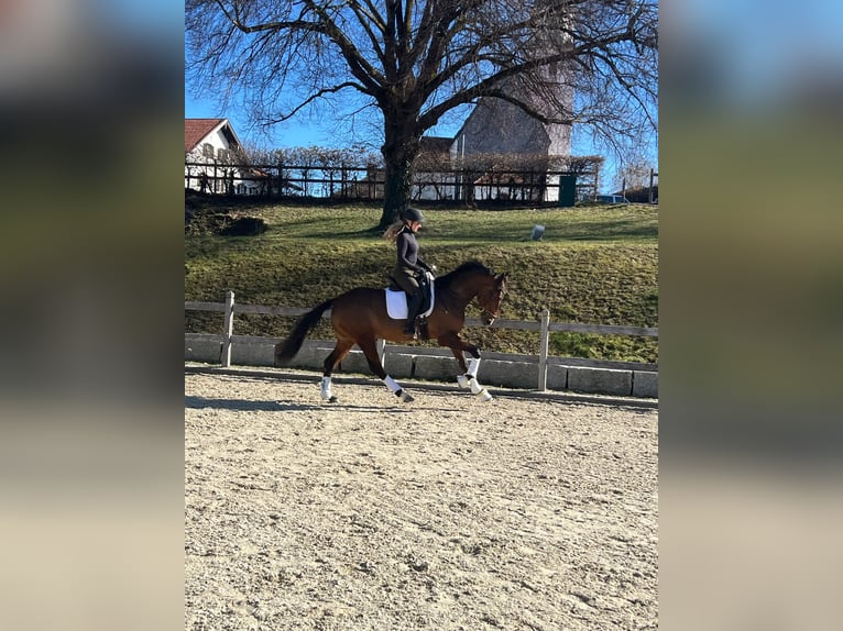 Hanoverian Mare 4 years 16,1 hh Brown in Edling