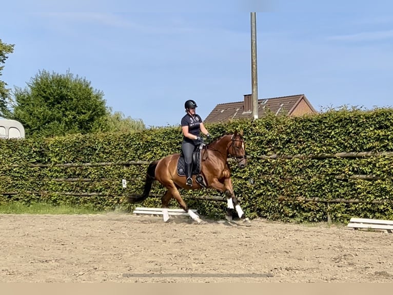 Hanoverian Mare 4 years 16,1 hh Brown in Haselau