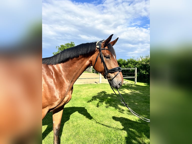 Hanoverian Mare 4 years 16,1 hh Brown in Haselau