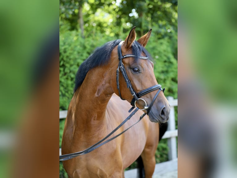 Hanoverian Mare 4 years 16,1 hh Brown in Lohne (Oldenburg)