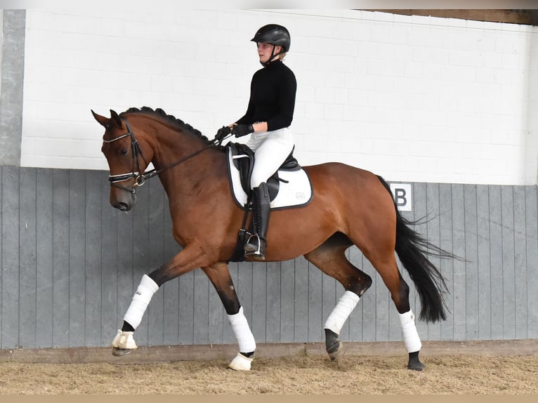 Hanoverian Mare 4 years 16,1 hh Brown in Tiddische