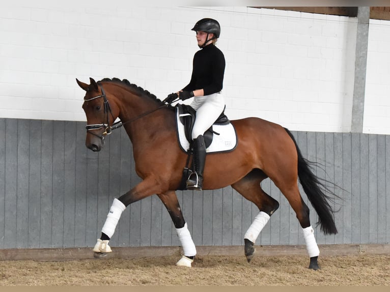 Hanoverian Mare 4 years 16,1 hh Brown in Tiddische