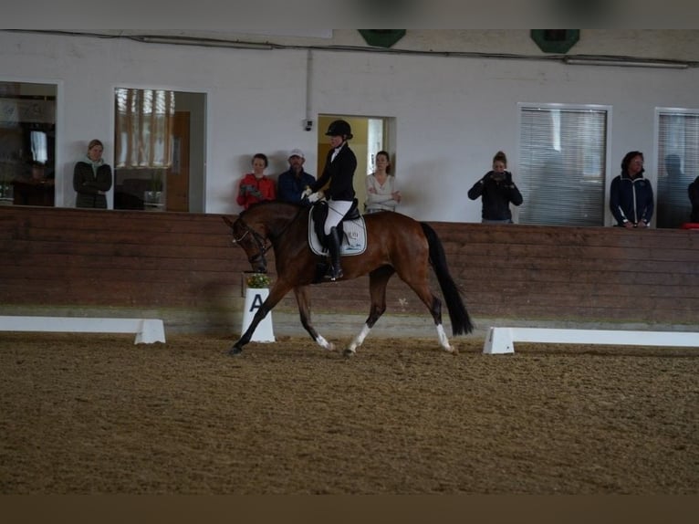 Hanoverian Mare 4 years 16.1 hh Brown in Coesfeld