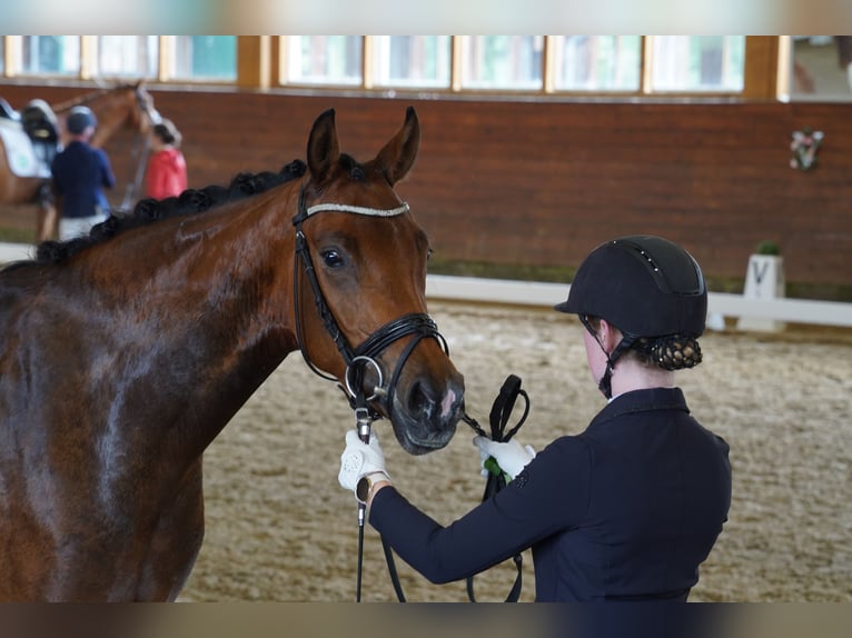 Hanoverian Mare 4 years 16.1 hh Brown in Coesfeld