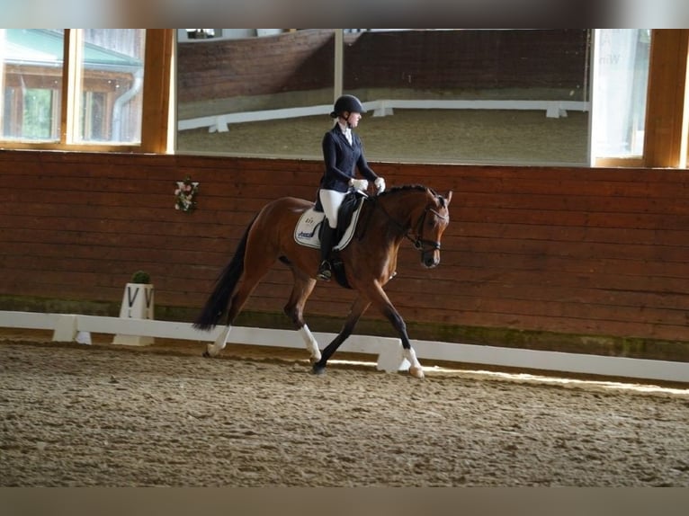 Hanoverian Mare 4 years 16.1 hh Brown in Coesfeld