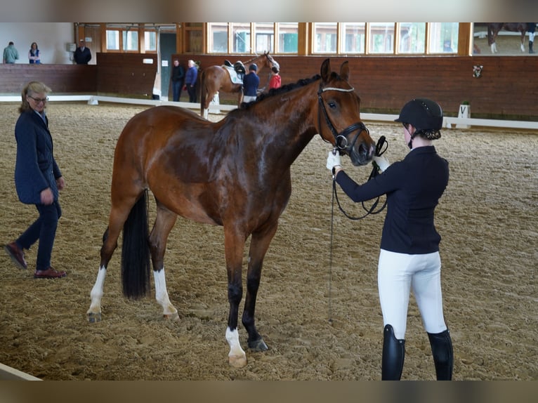 Hanoverian Mare 4 years 16.1 hh Brown in Coesfeld