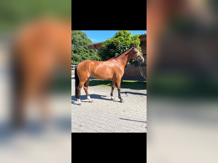 Hanoverian Mare 4 years 16,1 hh Brown in Emsbüren