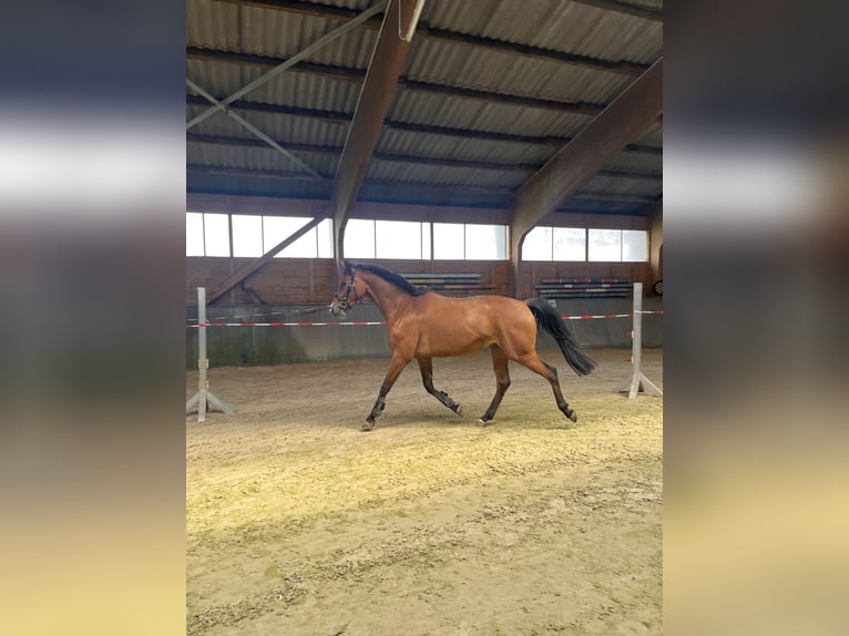 Hanoverian Mare 4 years 16.1 hh Brown in Bad Grund (Harz)