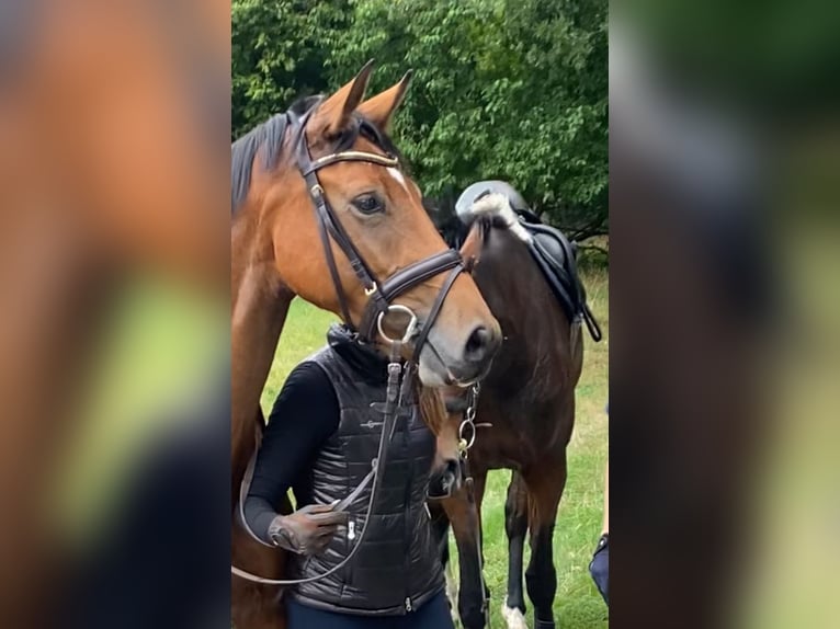 Hanoverian Mare 4 years 16.1 hh Brown in OttersbergOttersberg