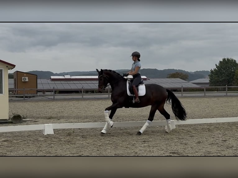 Hanoverian Mare 4 years 16.1 hh Brown in Hagen am Teutoburger Wald