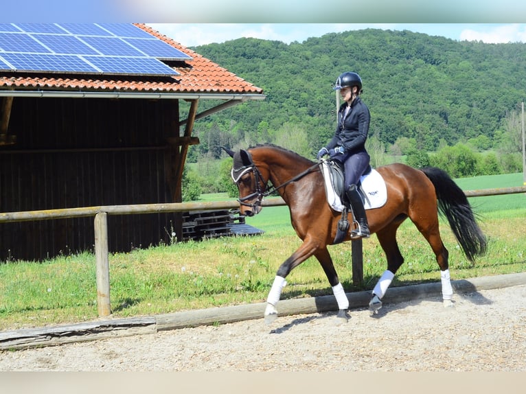 Hanoverian Mare 4 years 16.1 hh Brown in Wellheim