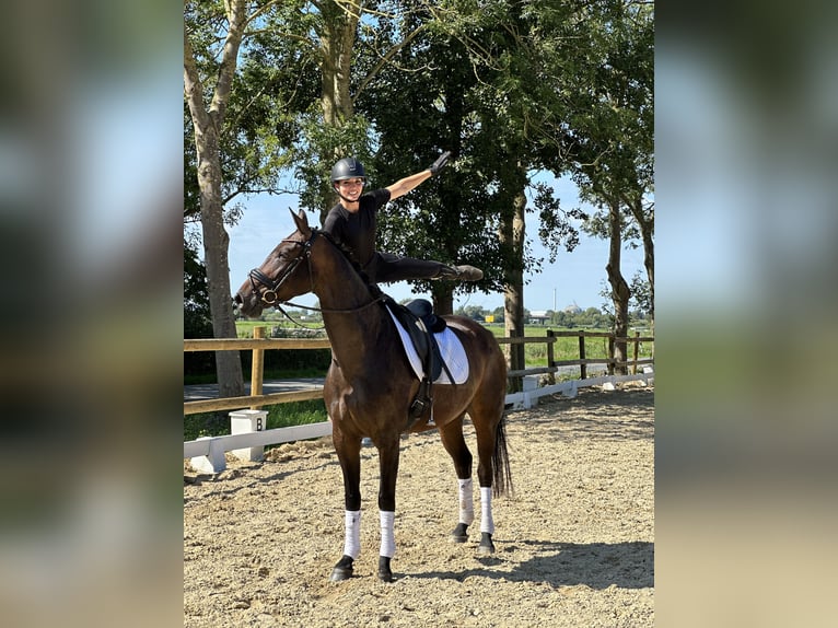 Hanoverian Mare 4 years 16,1 hh Brown in Loxstedt