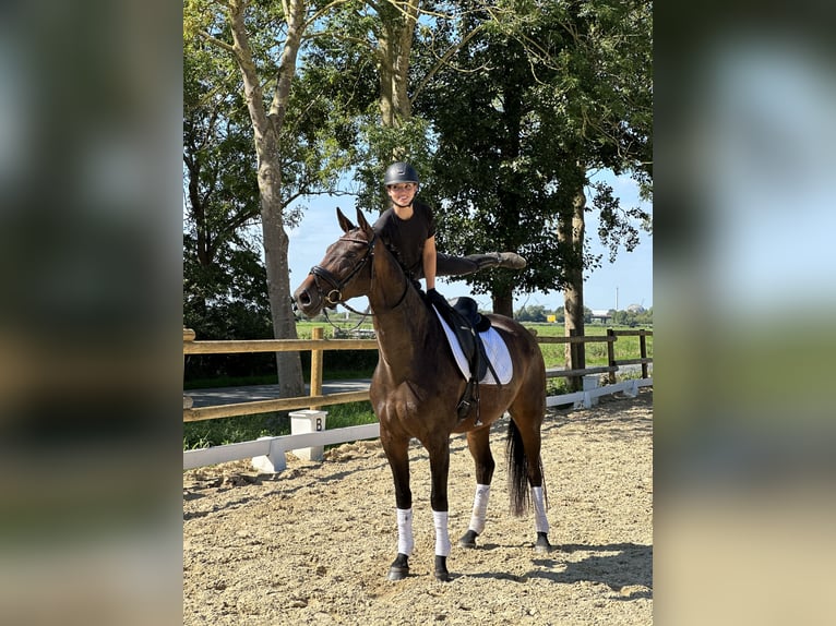 Hanoverian Mare 4 years 16,1 hh Brown in Loxstedt